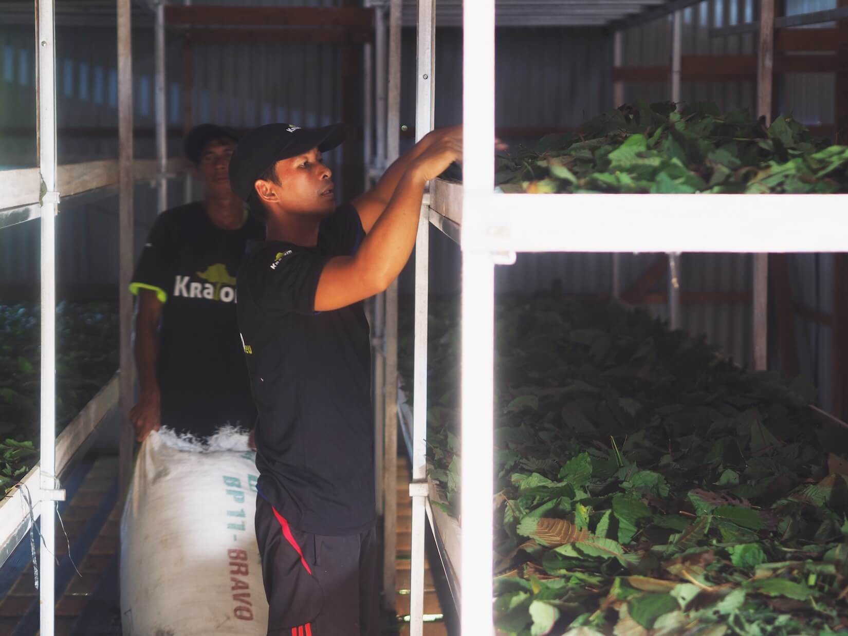 Kratom Trocknung in Indonesien