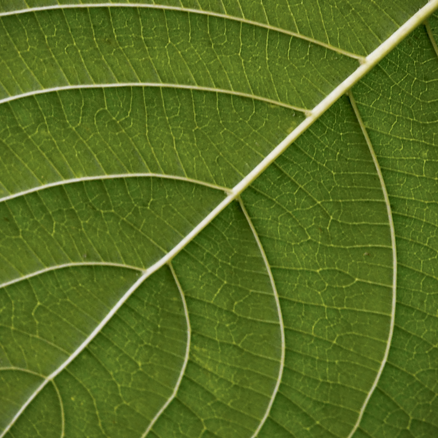 White Vein Kratom